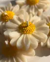 Daisy Floating Candles - Pack of 6 candles